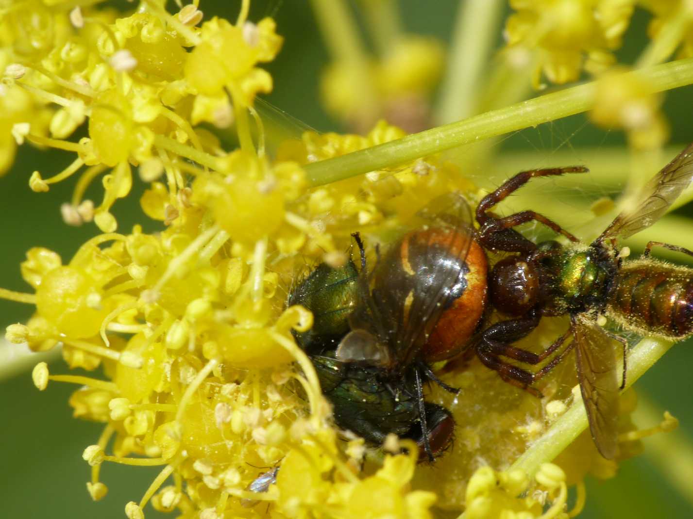 Synema globosum: variazioni sul tema